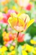 macro scene yellow tulip flower spring nature