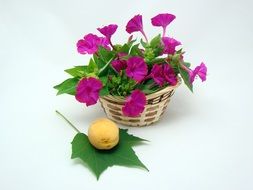 purple Flowers in Basket and apricot, still life