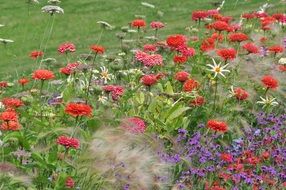 colorful meadow of summer dahlia