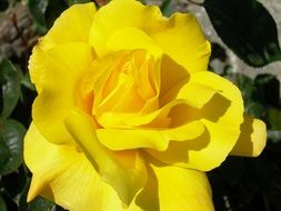 yellow rose on a green bush in the garden