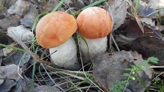 Mushrooms in a grass