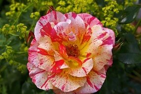 Painter Rose Blossom