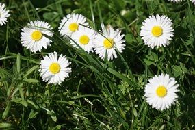 white summer flowers on green grass close-up