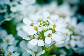 plant with white small flowers close-up