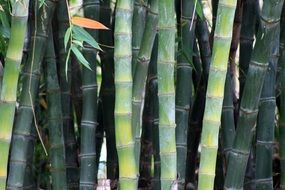 bamboo grove in japanese garden close-up