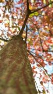 Tree Autumn Leaves
