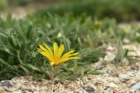 Macro Flower Yellow