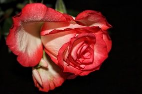 Rose Red White