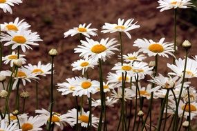 white daisies in the orchard close-up on blurred background