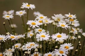 white daisies in summer