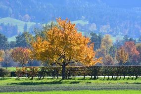 Golden Autumn Mood