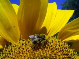 bee on a sunflower in the sun close up