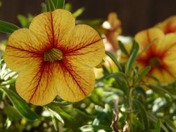 tiger flower in the garden