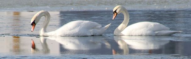 two white swans on a blue lake