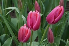 Colorful beautiful tulip flowers in Holland