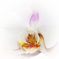 filigreed white orchid