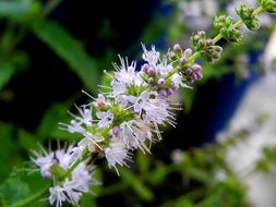 Flower marvelous