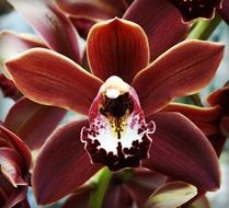 Primrose Orchid