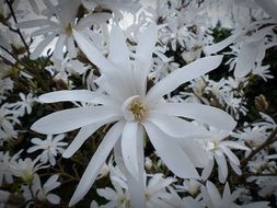 Star magnolia flower