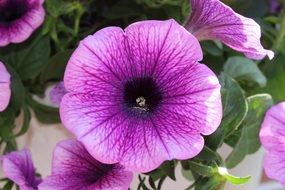 incredible Petunia