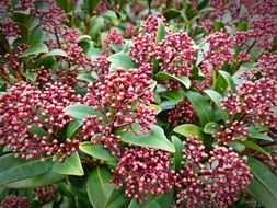 Skimmia Japonica, shrub with pink Berries