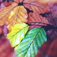 colored poplar leaves