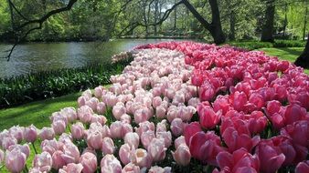Tulips Netherlands