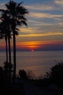 Landscape of the palm trees on a ocean shore