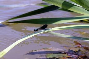 dark dragonfly on leaves over water