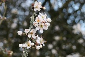 fascinating Flowering Tree