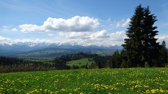 flower glades in high Tatras on a sunny day