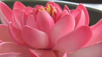 striking Lotus