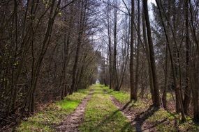 Beautiful forest trail among the beautiful nature with plants