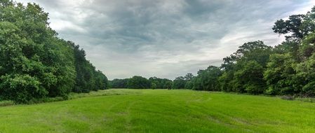 Nature Forest Trees