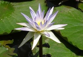 awesome Water Lily, dharwad, india