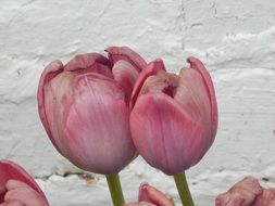 pink bumps near the white wall