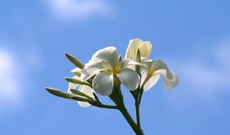 White Plumeria Flowers in nature