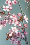 pink cherry blossoms in springtime