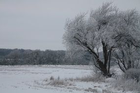 Winter Snow tree