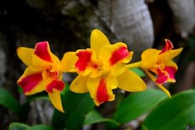 yellow-red orchids with green leaves close-up