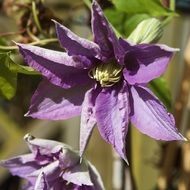 purple Clematis Flower Plant Flora