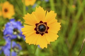 yellow coreopsis basalis