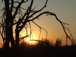 dead tree on the background of bright orange sun at sunset