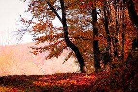 bright orange autumn in the forest