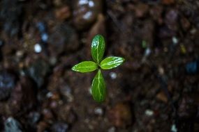 Plant Small Tiny