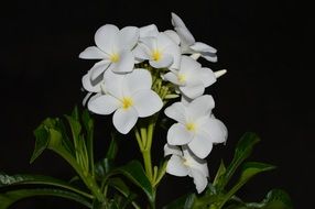 white plumeria with yellow center