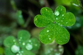 green plants in raindrops close up