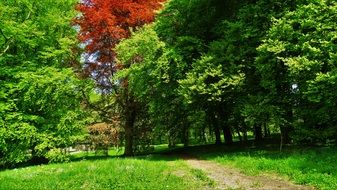 green trees in a park in sweden