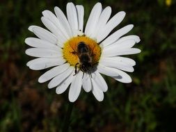 fly on the core of a white daisy