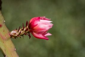 pink decembrist bud